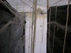 SPIDER_A